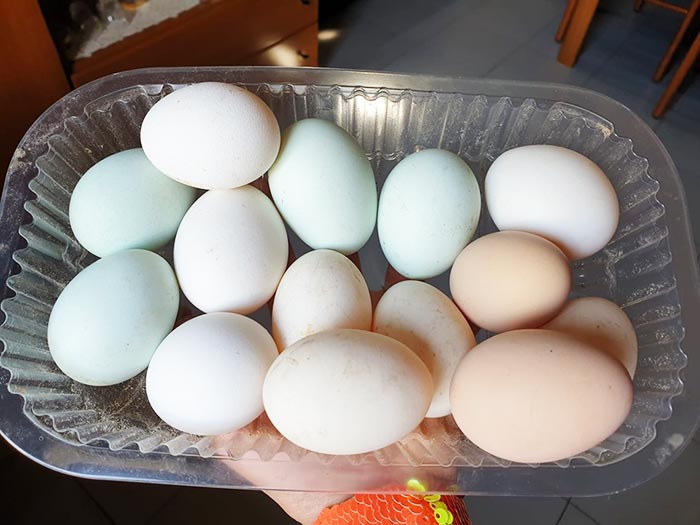 Uova fresche con gusci di tanti colori, Cascina gallinara