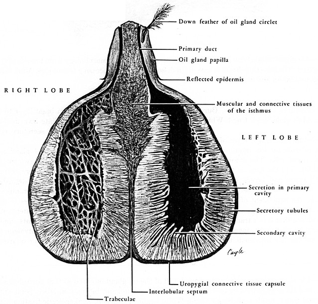 Ghiandola dell'uropigio (sezione frontale)