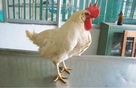 Gallina che ha subito un'inversione sessuale spontanea in gallo