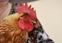 Da gallina a gallo: come e perché avviene l’inversione sessuale spontanea