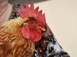 Da gallina a gallo: come e perché avviene l’inversione sessuale spontanea