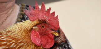 Da gallina a gallo: come e perché avviene l’inversione sessuale spontanea