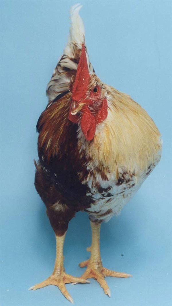 Esempio di ginandromofismo gallo / gallina