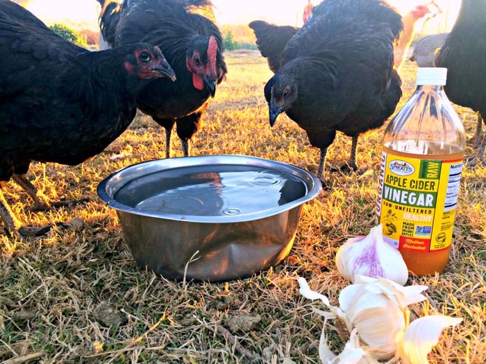 Aceto di mele e aglio rimedi naturali per galline