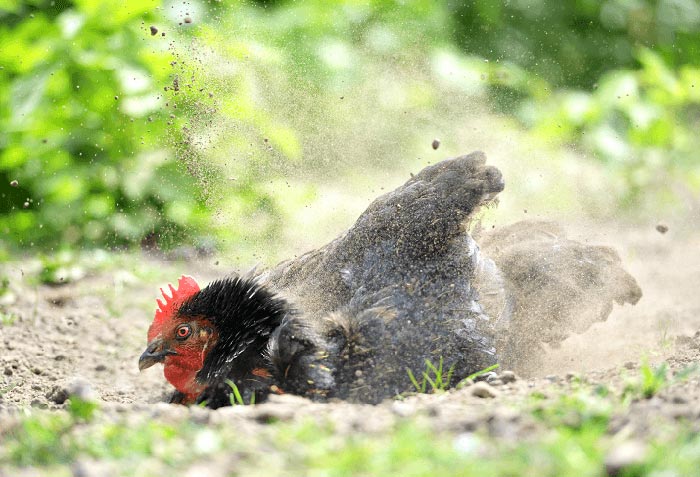 Bagno di sabbia per galline rimedio naturale contro i parassiti