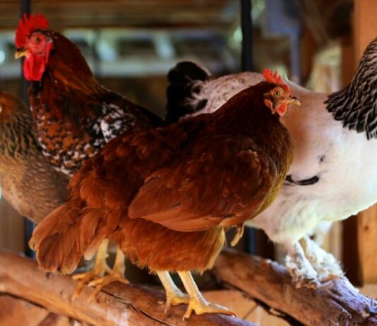 Pollaio: pro e contro di farlo in muratura, legno, metallo o plastica | Tuttosullegalline.it