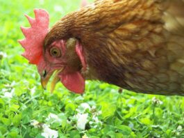 Rimedi naturali per il benessere delle galline | Tuttosullegalline.it
