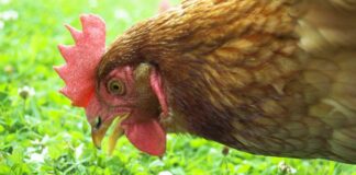 Rimedi naturali per il benessere delle galline | Tuttosullegalline.it