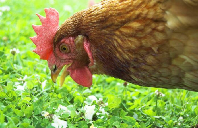 Rimedi naturali per il benessere delle galline | Tuttosullegalline.it