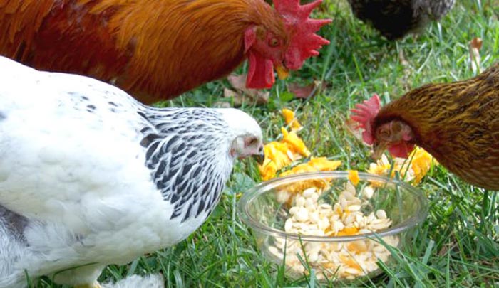 Semi di zucca rimedio naturale per galline