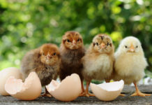 Consanguineità nelle galline: cos'è e perché è utile in un allevamento di selezione | Tuttosullegalline.it