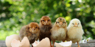 Consanguineità nelle galline: cos'è e perché è utile in un allevamento di selezione | Tuttosullegalline.it