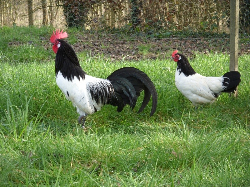 Coppia di gallo e gallina di razza Lakenfelder