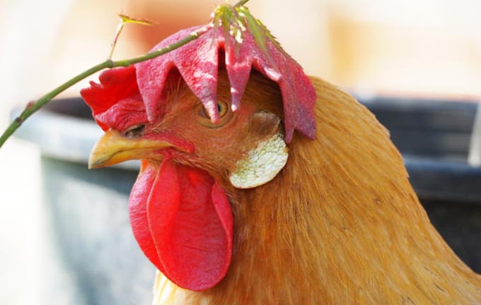 Gallinas con pelo