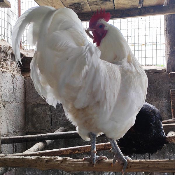 Avicoli ornamentali e ibridi (a Salerno) | Allevamento amatoriale di Cemani, La Fleche, Appenzeller, Faverolass