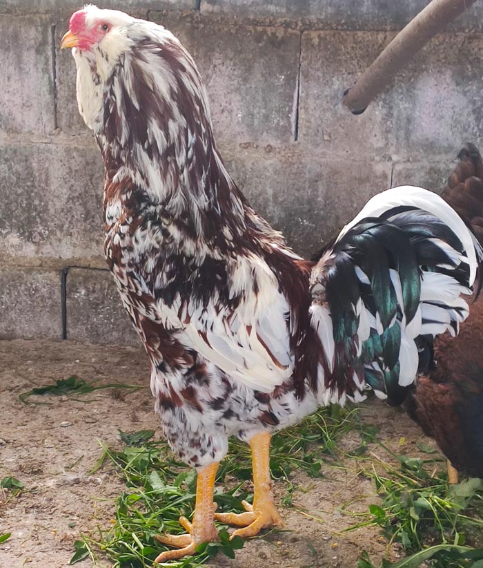 Avicoli ornamentali e ibridi (a Salerno) | Allevamento amatoriale di Cemani, La Fleche, Appenzeller, Faverolass