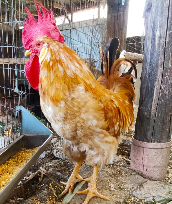 Avicoli ornamentali e ibridi (a Salerno) | Allevamento amatoriale di Cemani, La Fleche, Appenzeller, Faverolass