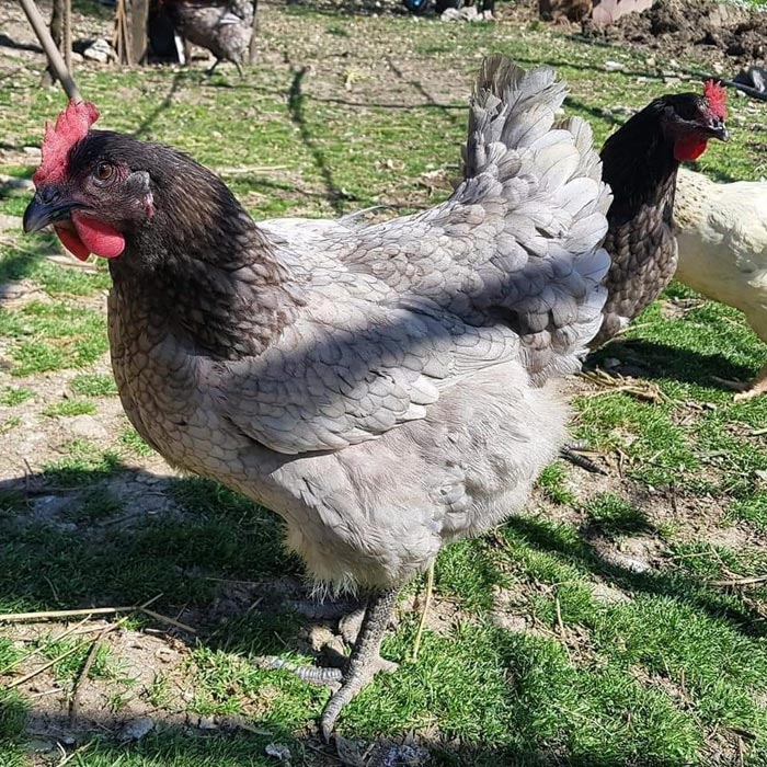 Avicoli ornamentali e ibridi (a Salerno) | Allevamento amatoriale di Cemani, La Fleche, Appenzeller, Faverolass