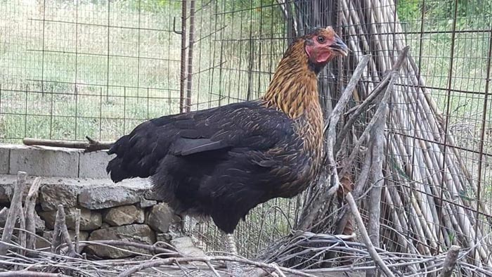 Avicoli ornamentali e ibridi (a Salerno) | Allevamento amatoriale di Cemani, La Fleche, Appenzeller, Faverolass