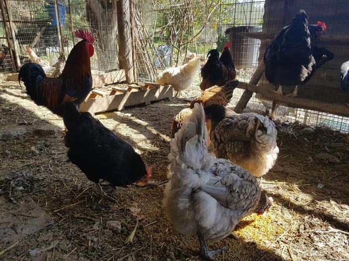 Avicoli ornamentali e ibridi (a Salerno) | Allevamento amatoriale di Cemani, La Fleche, Appenzeller, Faverolass