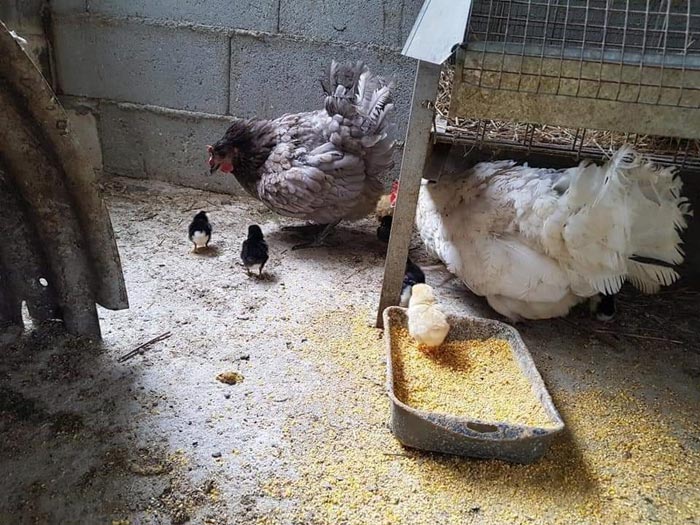 Avicoli ornamentali e ibridi (a Salerno) | Allevamento amatoriale di Cemani, La Fleche, Appenzeller, Faverolass