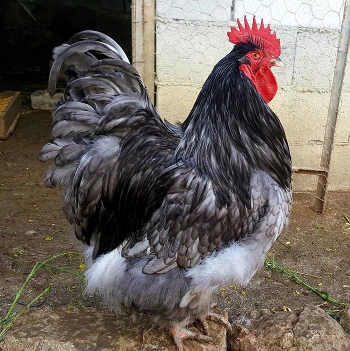 Avicoli ornamentali e ibridi (a Salerno) | Allevamento amatoriale di Cemani, La Fleche, Appenzeller, Faverolass