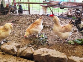 Avicoli ornamentali e ibridi (a Salerno) | Allevamento amatoriale di Cemani, La Fleche, Appenzeller, Faverolass