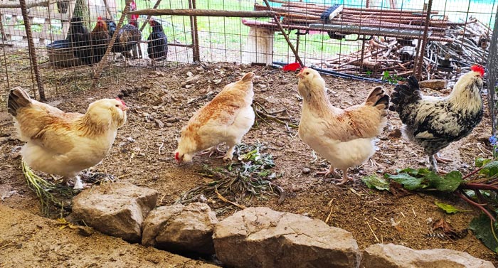 Avicoli ornamentali e ibridi (a Salerno) | Allevamento amatoriale di Cemani, La Fleche, Appenzeller, Faverolass