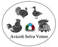 Avicoli Selva Vetere - Allevamento avicolo amatoriale a Latina