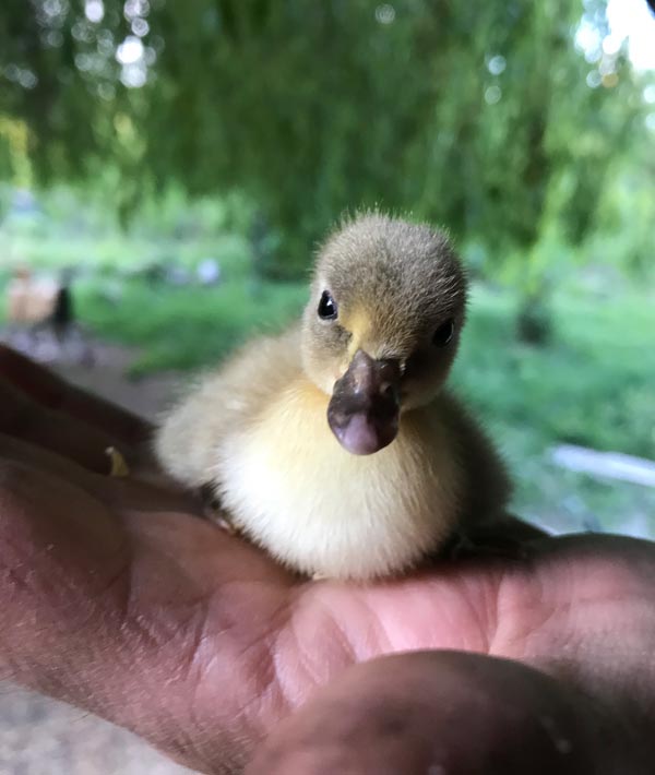 Il Giardino dei Polli (a Bologna) | Allevamento amatoriale di Appenzeller, Faverolles, Moroseta, Padovana, Cemani, Marans