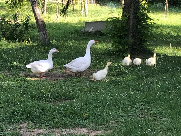 Il Giardino dei Polli (a Bologna) | Allevamento amatoriale di Appenzeller, Faverolles, Moroseta, Padovana, Cemani, Marans