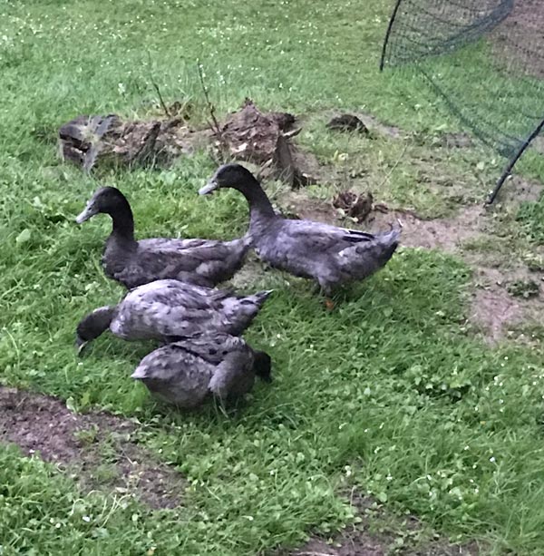 Il Giardino dei Polli (a Bologna) | Allevamento amatoriale di Appenzeller, Faverolles, Moroseta, Padovana, Cemani, Marans