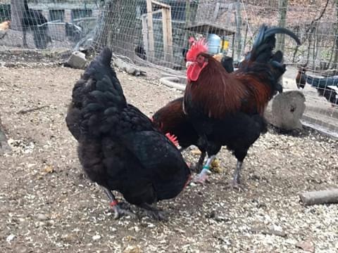 Il Giardino dei Polli (a Bologna) | Allevamento amatoriale di Appenzeller, Faverolles, Moroseta, Padovana, Cemani, Marans