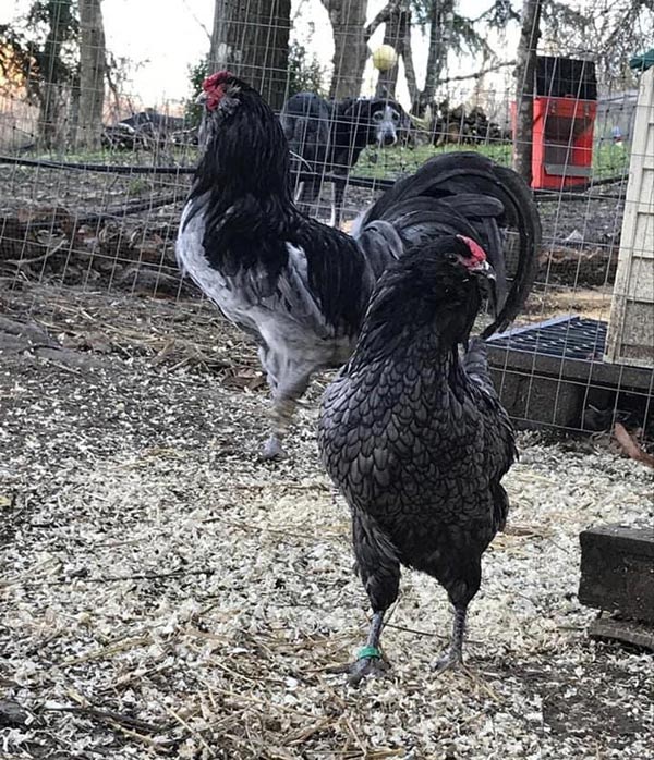 Il Giardino dei Polli (a Bologna) | Allevamento amatoriale di Appenzeller, Faverolles, Moroseta, Padovana, Cemani, Marans