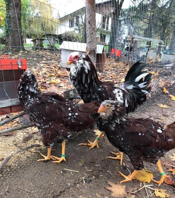 Il Giardino dei Polli (a Bologna) | Allevamento amatoriale di Appenzeller, Faverolles, Moroseta, Padovana, Cemani, Marans