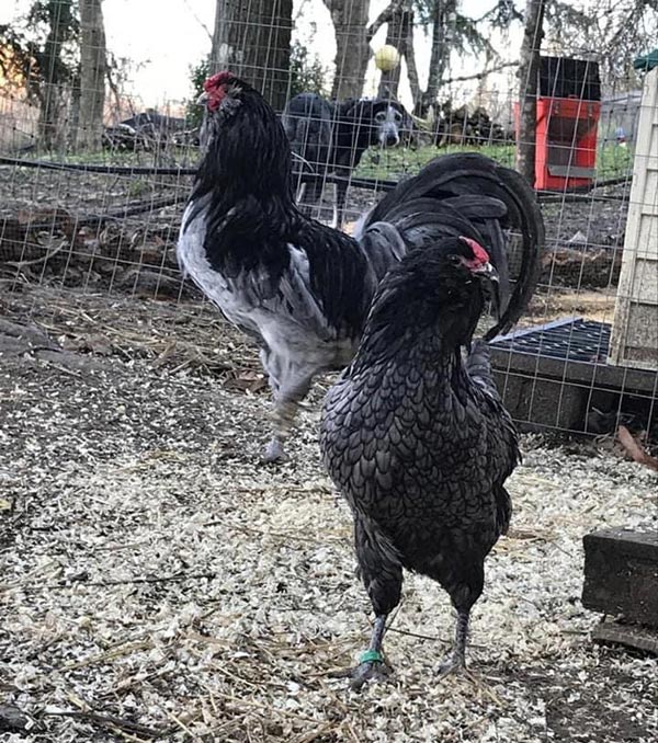 Il Giardino dei Polli (a Bologna) | Allevamento amatoriale di Appenzeller, Faverolles, Moroseta, Padovana, Cemani, Marans