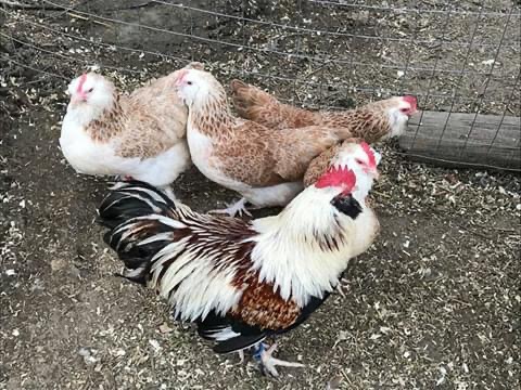 Il Giardino dei Polli (a Bologna) | Allevamento amatoriale di Appenzeller, Faverolles, Moroseta, Padovana, Cemani, Marans