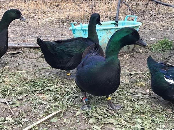 Il Giardino dei Polli (a Bologna) | Allevamento amatoriale di Appenzeller, Faverolles, Moroseta, Padovana, Cemani, Marans