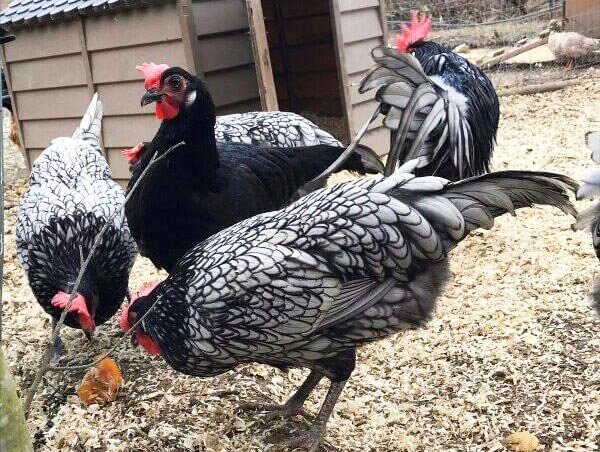 Il Giardino dei Polli (a Bologna) | Allevamento amatoriale di Appenzeller, Faverolles, Moroseta, Padovana, Cemani, Marans