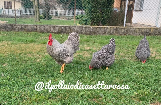 Il Pollaio di Casetta Rossa | Allevamento avicolo amatoriale galline razza Amrock