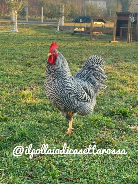 Il Pollaio di Casetta Rossa | Allevamento avicolo amatoriale galline razza Amrock