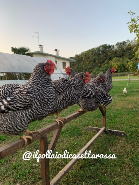 Il Pollaio di Casetta Rossa | Allevamento avicolo amatoriale galline razza Amrock