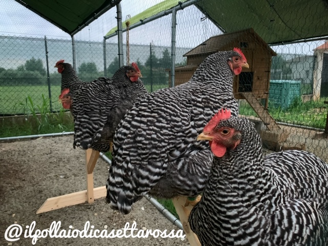 Il Pollaio di Casetta Rossa | Allevamento avicolo amatoriale galline razza Amrock