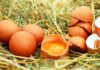 Spray nasale anti-covid dal tuorlo delle uova di gallina Spray nasale anti-covid dal tuorlo delle uova di gallina