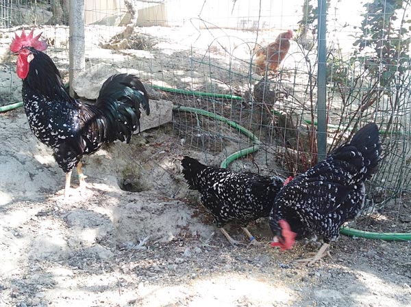 Gallo e galline di razza Ancona | Allevamento avicolo Sa Coconedda