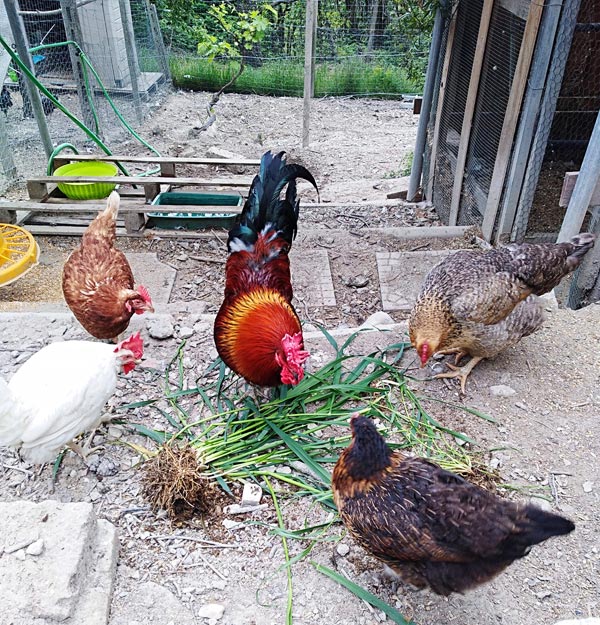 Gallo e galline mangiano erba fresca | Allevamento avicolo Sa Coconedda