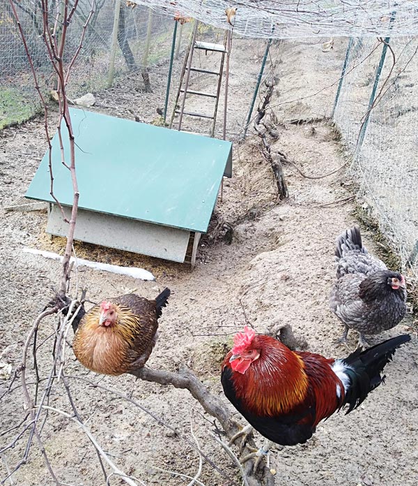 Gallo e gallina sull'albero | Allevamento avicolo Sa Coconedda