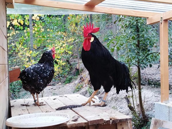 Gallo e gallina | Allevamento avicolo Sa Coconedda