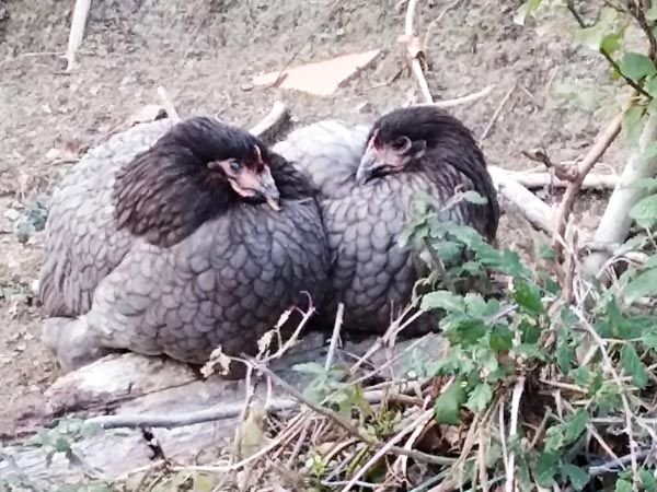 Galline che fanno il bagno di terra | Allevamento avicolo Sa Coconedda