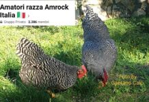 Amatori Razza Amrock Italia